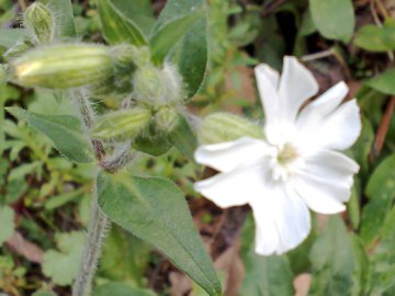 Silene latifolia sui Colli Albani